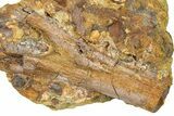 Fossil Dinosaur Bone Fragment in Sandstone - Wyoming #370630-1